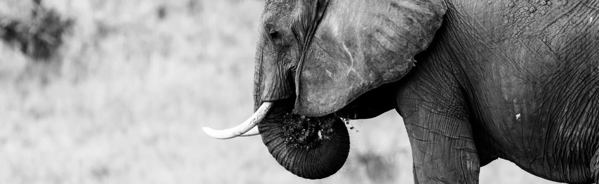 elephant-scaled-e1611249253172 - Natural Touch Training - Premier Training & Accreditation in Massage, Beauty, Wellbeing and Personal Development in the UK
