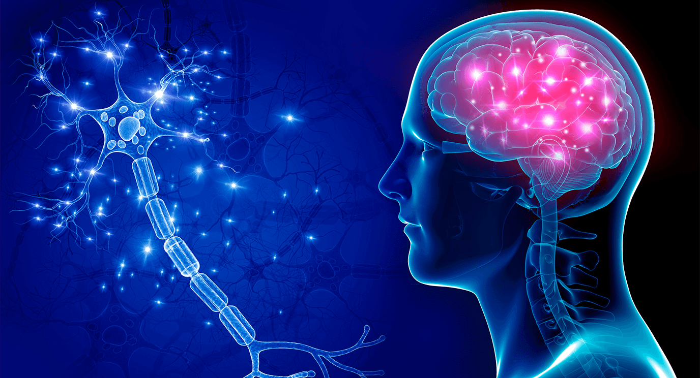 brain - Natural Touch Training™ - Premier Training & Accreditation in Massage, Beauty, Wellbeing and Personal Development in the UK